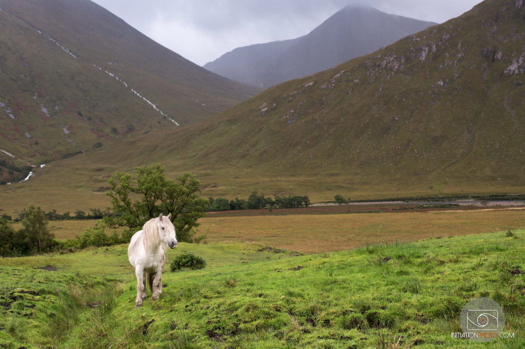 Photo couleur d'une paysage dans les Highlands écossais représentant un cheval blanc dans une prairie avec les montagnes à l'arrière-plan (initiationphoto)