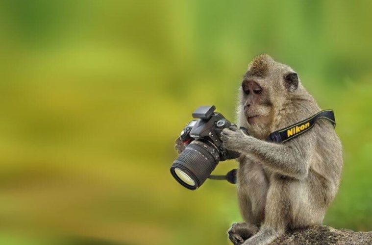 Photo d'un singe tenant un appareil photo et regardant les photos prises sur l'écran