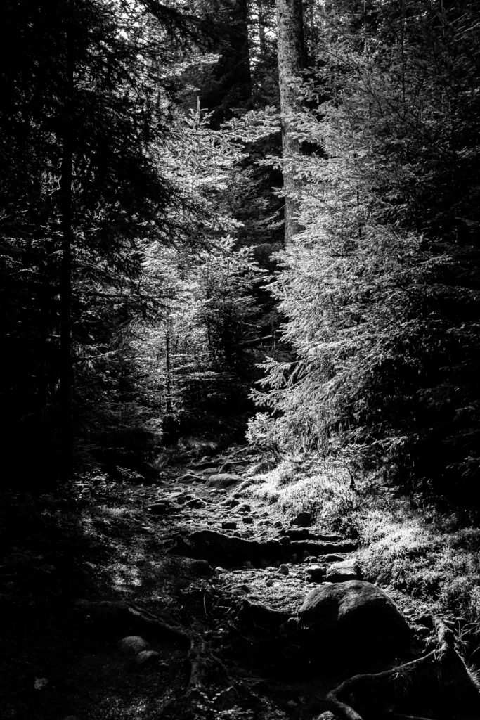Photo en noir & blanc au format vertical représentant un chemin en forêt, éclairé par une lumière particulière