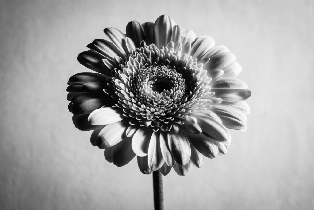 Photo en noir et blanc d'une fleur qui remplit le cadre, la lumière crée des ombres portées qui apportent du volume à cette image