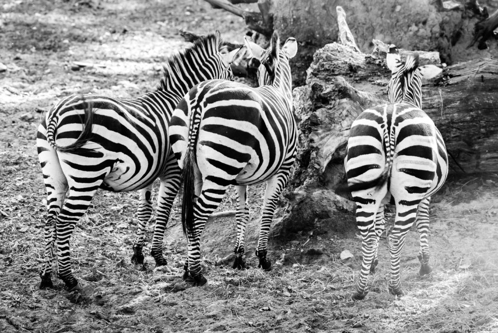 Photo en noir et blanc de trois zèbres pris au téléobjectif