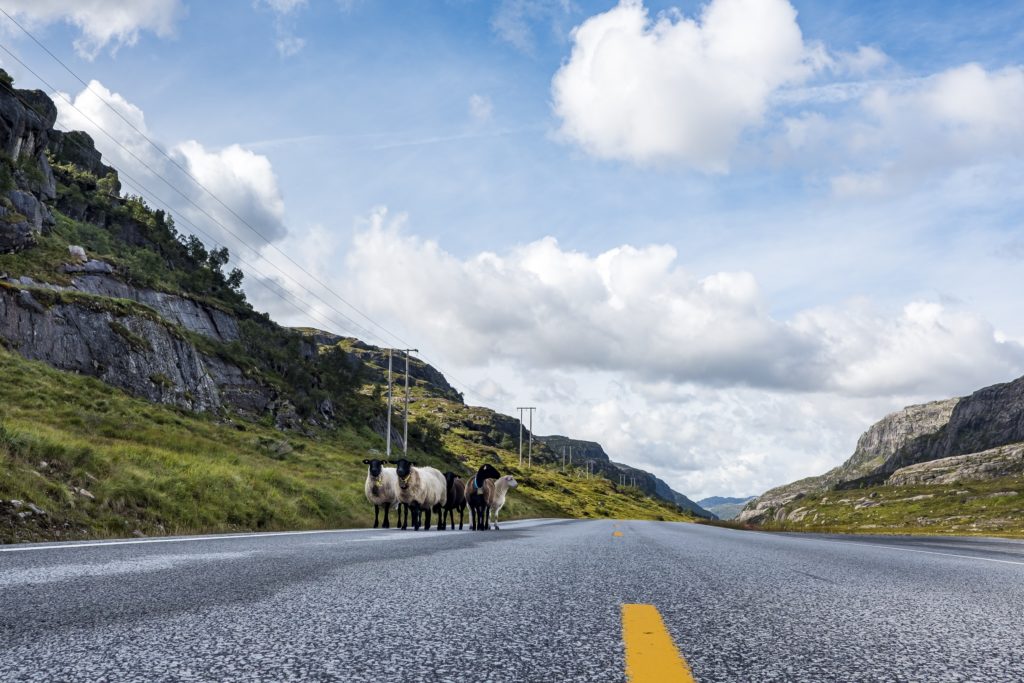 Photo au ras du sol prise sur une route en Norvège et représentant un petit groupe de moutons avec un joli paysage en arrière-plan