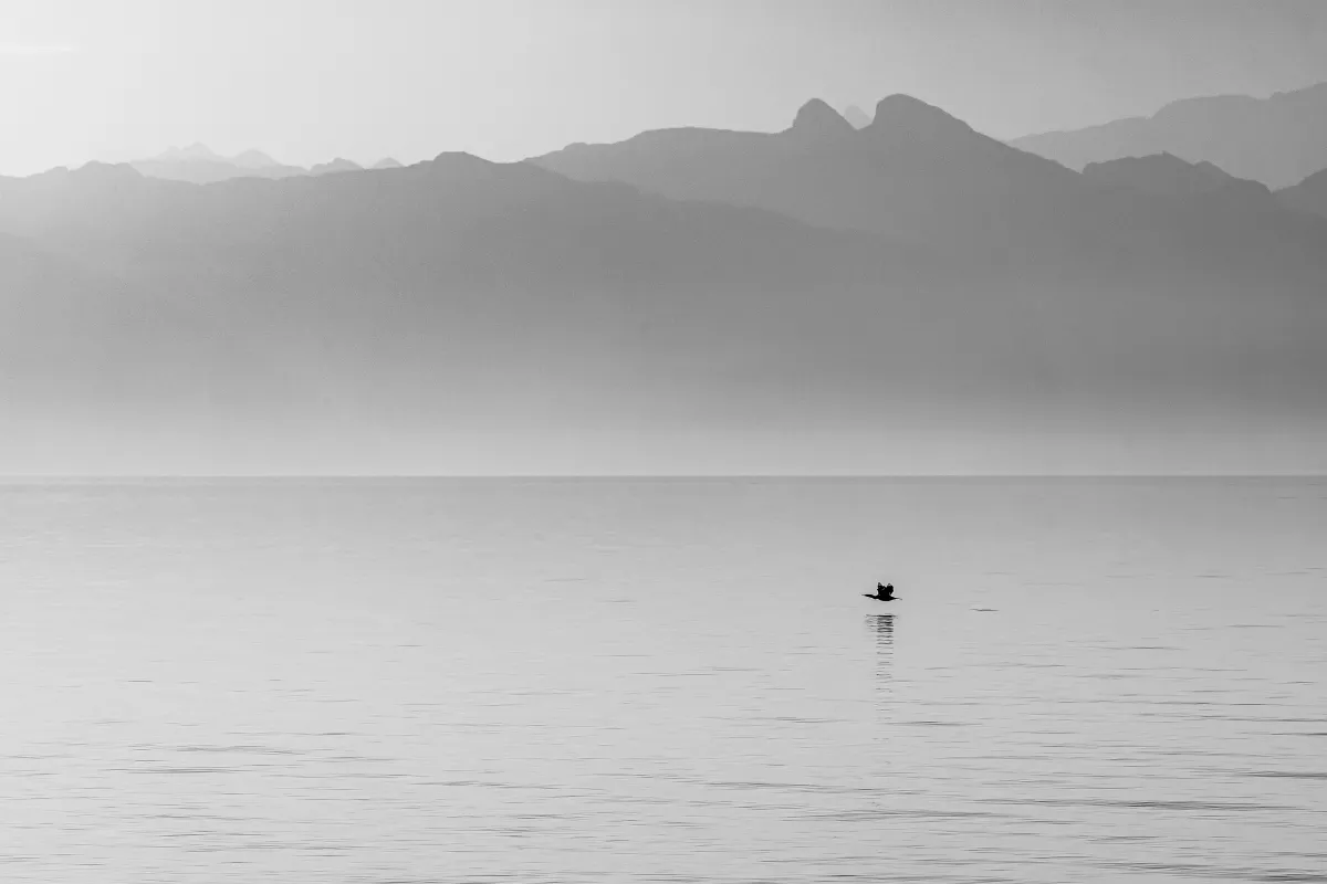 Cormoran sur le Lac Léman
