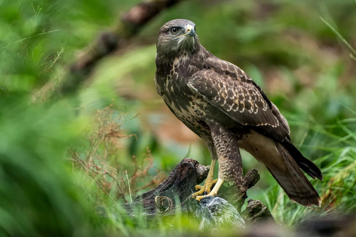 Buse variable à l'affût