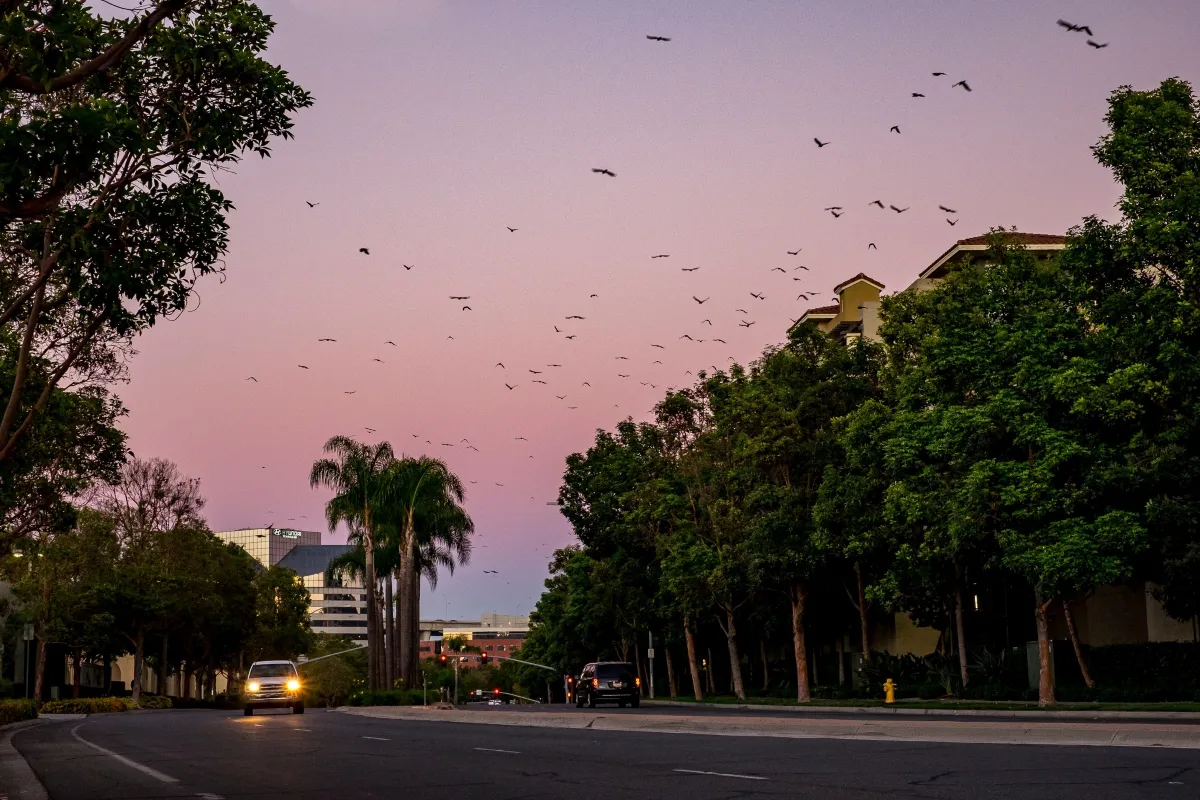 San Diego sunset with birds